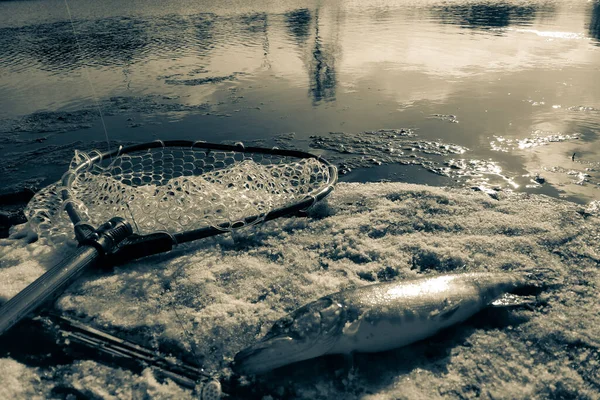 Pesca Del Luccio Sul Lago — Foto Stock