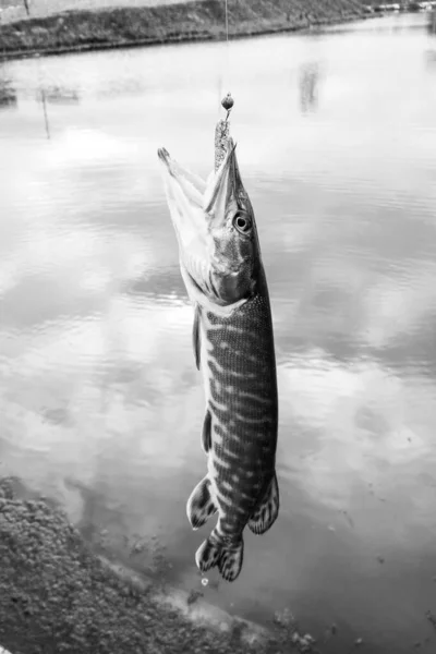 Pike Rybaření Jezeře — Stock fotografie