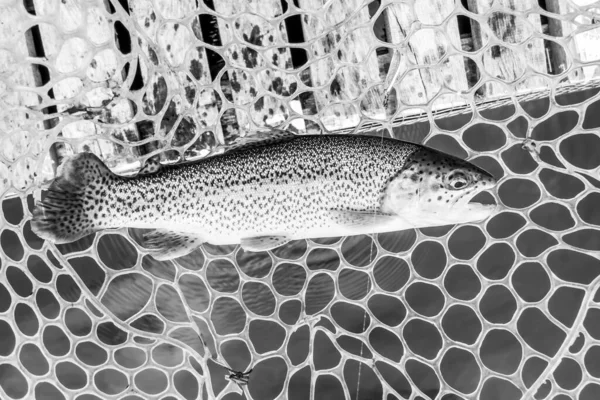 Pesca Esporte Recreação Fundo — Fotografia de Stock