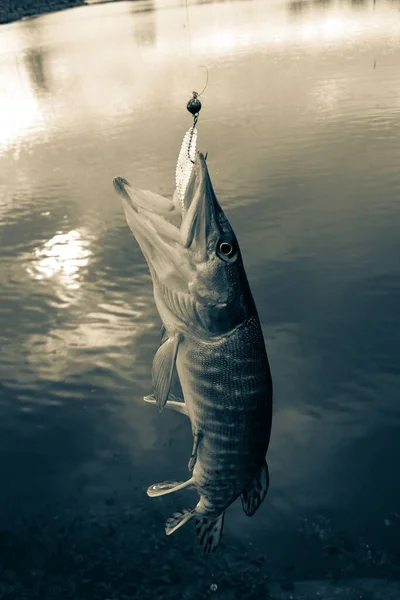 Pesca Del Luccio Sul Lago — Foto Stock