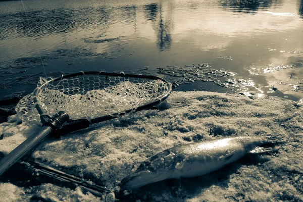 Pesca Del Luccio Sul Lago — Foto Stock