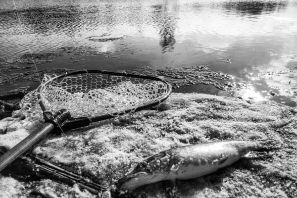 Pesca Lúcio Lago — Fotografia de Stock