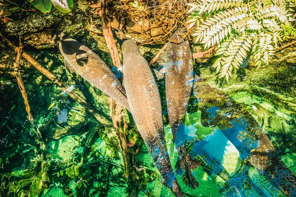 Belo Mundo Subaquático Mar Algas Peixe — Fotografia de Stock