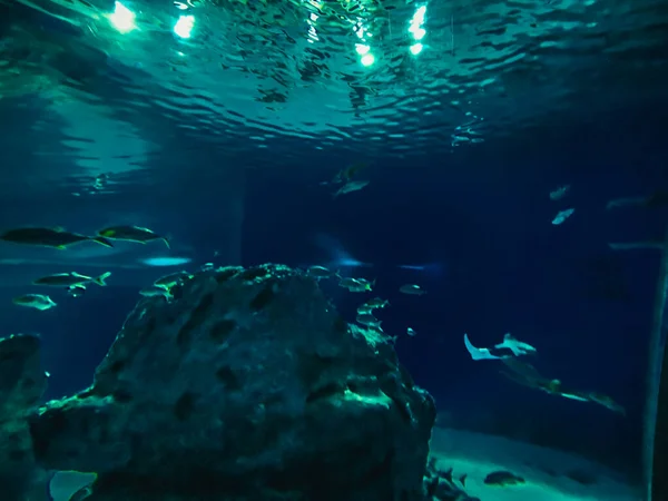 Schöne Unterwasserwelt Der Fische Algen Meer — Stockfoto