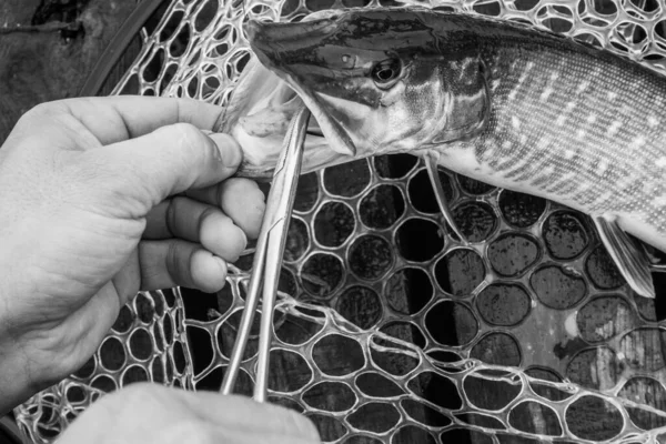 Pesca Deporte Recreación Fondo — Foto de Stock