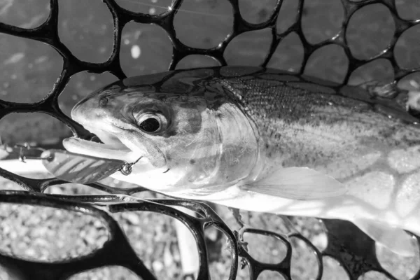 Pesca Esporte Recreação Fundo — Fotografia de Stock