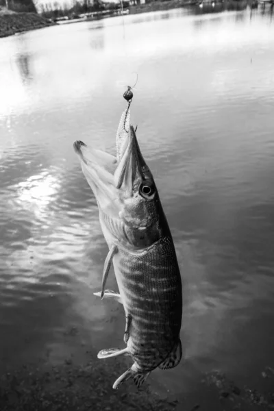 Pesca Del Luccio Sul Lago — Foto Stock