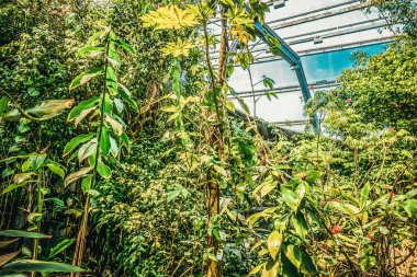 Balık yosunlarının güzel sualtı dünyası