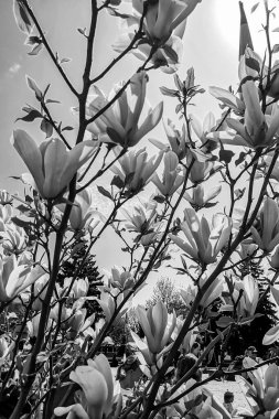 Güzel açan bahar çiçekleri arka planda