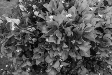 Deniz kenarındaki güzel resort peyzaj