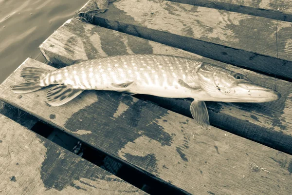 Pesca Lúcio Lago — Fotografia de Stock