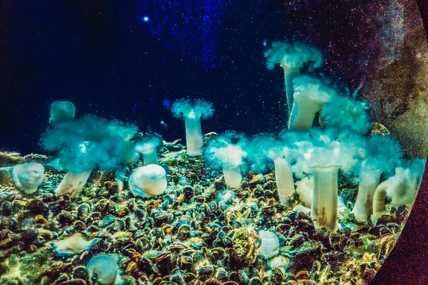 Beautiful Underwater World Fish Seaweed Sea — Stock Photo, Image