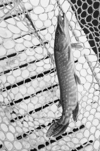 Pesca Lúcio Lago Recreação Pesca — Fotografia de Stock