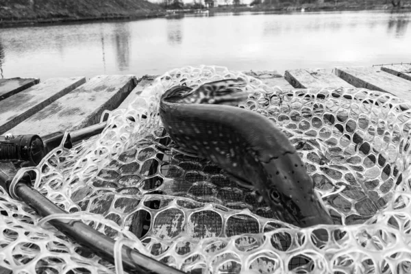 Щука Рибалка Озері — стокове фото