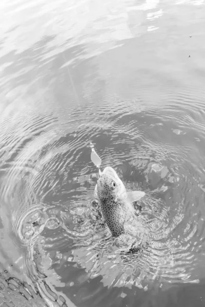 Pêche Truite Dans Lac Pêche Loisirs — Photo