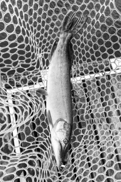 Pesca Lúcio Lago Recreação Pesca — Fotografia de Stock