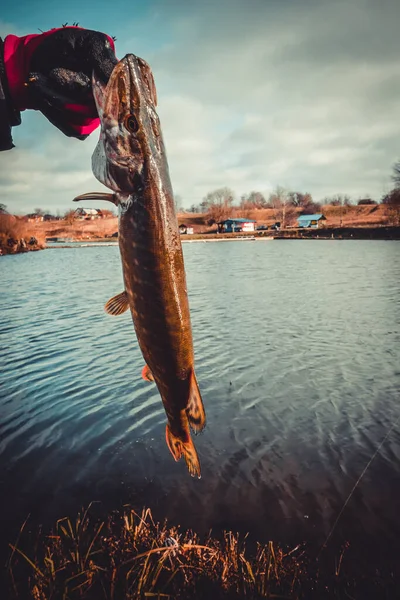 湖上的梭鱼捕捞 体育捕鱼和户外活动 — 图库照片