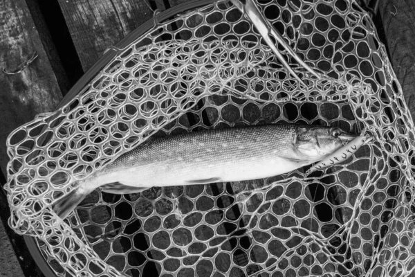 Риболовля Відкритому Повітрі Фоні Озера — стокове фото