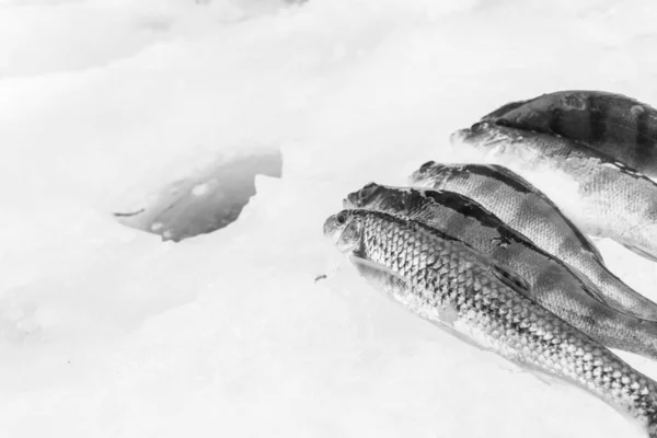 Invierno Pesca Hielo Lago Helado —  Fotos de Stock