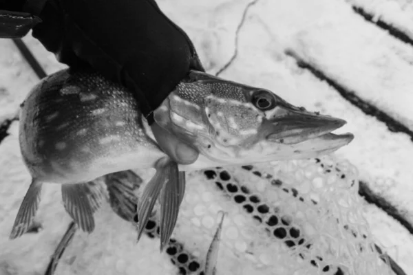 Pesca Del Luccio Sul Lago Attività Ricreative Pesca — Foto Stock