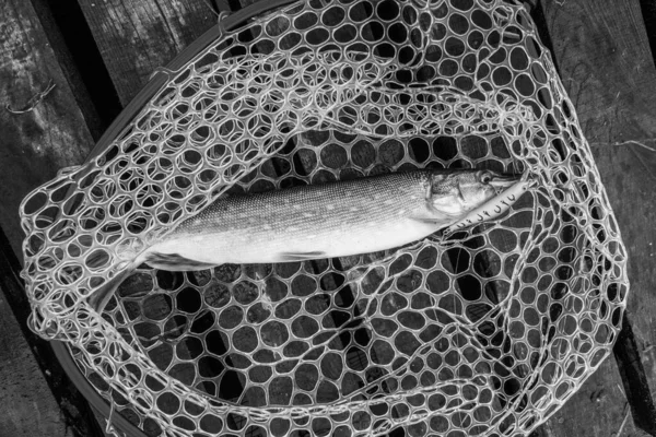 Pesca Recreação Livre Fundo Lago — Fotografia de Stock