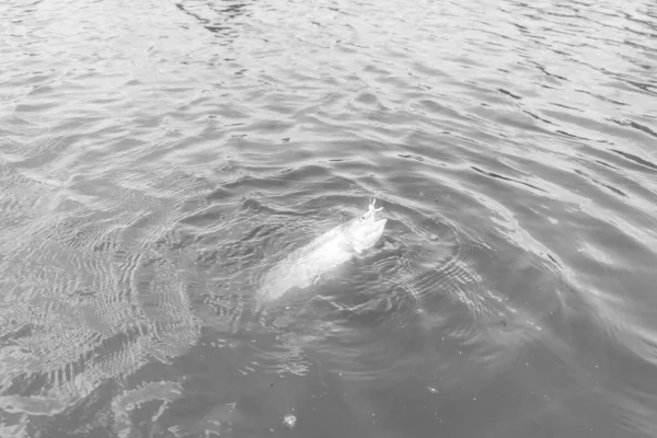 Pêche Truite Dans Lac Pêche Loisirs — Photo