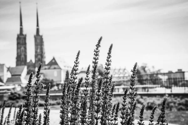 Belle Chiese Breslavia Attrazioni Viaggi Europa — Foto Stock