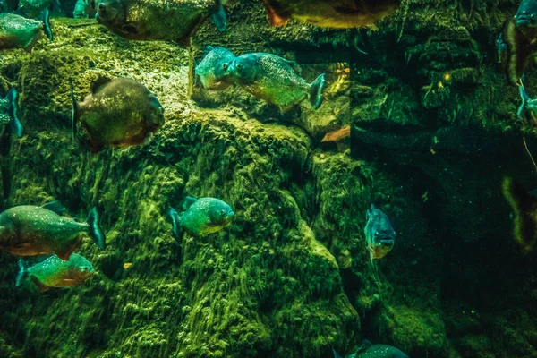 魚のきれいな水中世界海藻海 — ストック写真