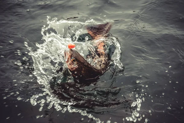 Rybaření Rybaření Jezeře — Stock fotografie
