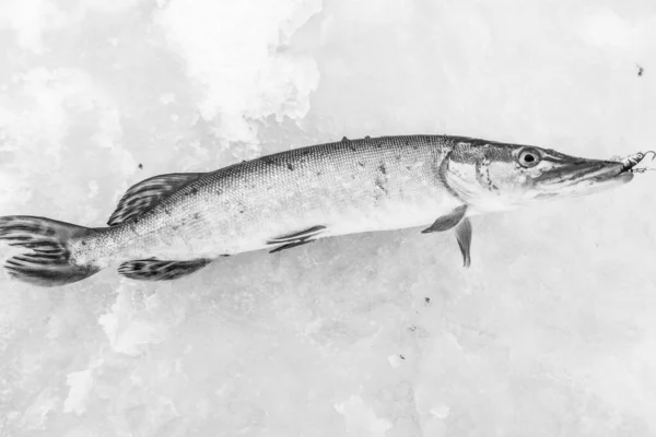 Gäddfiske Sjön — Stockfoto