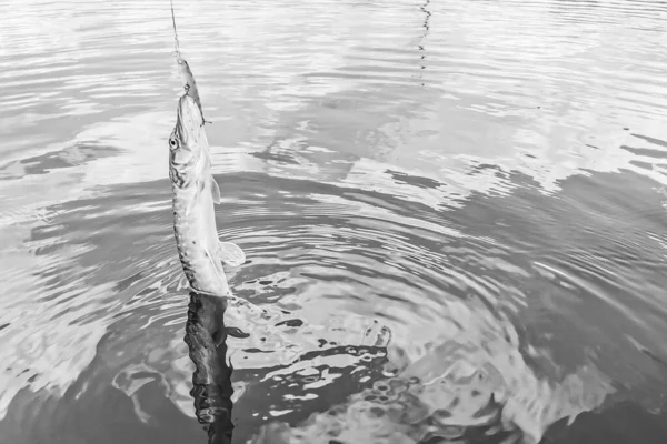 Pesca Descanso Rural Contexto Sobre Tema Recreación —  Fotos de Stock