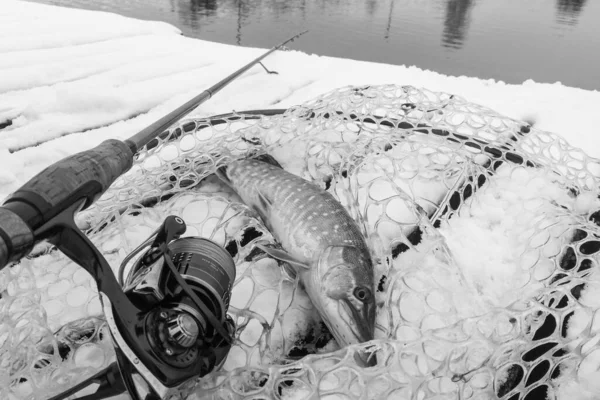 Pesca Del Luccio Sul Lago Attività Ricreative Pesca — Foto Stock