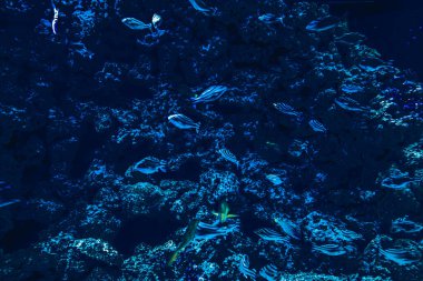 Balık yosunlarının güzel sualtı dünyası