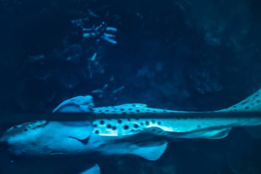 İç kısımda taze çiçekler var.