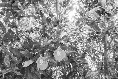 Deniz kenarındaki güzel resort peyzaj