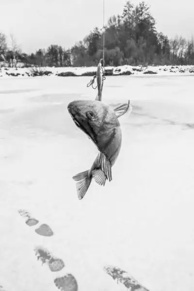 Pesca Sobre Fondo Hielo — Foto de Stock