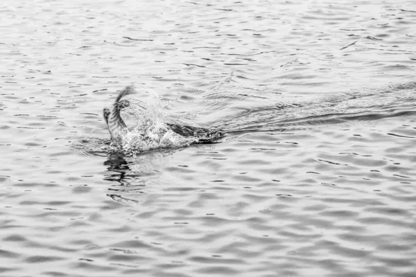 Pesca Lúcio Lago Recreação Pesca — Fotografia de Stock