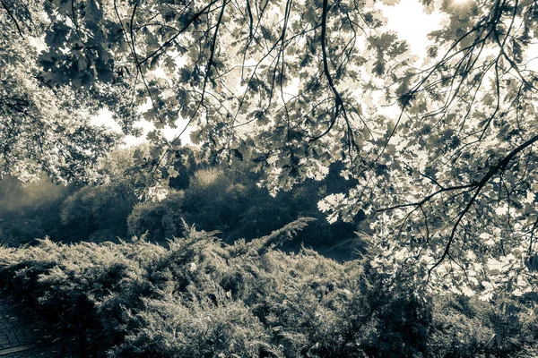 Herrlicher Herbst Einem Wunderschönen Historischen Park — Stockfoto