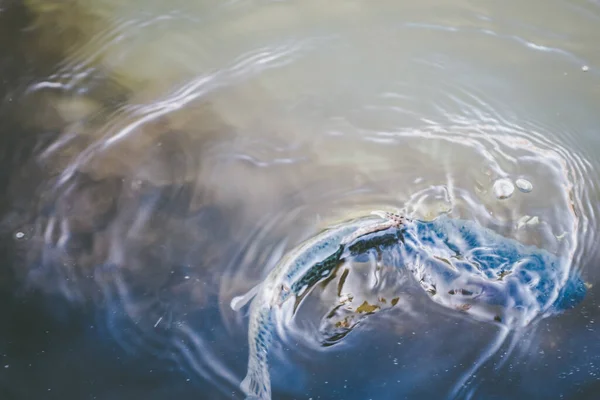 Rybaření Rybaření Jezeře — Stock fotografie