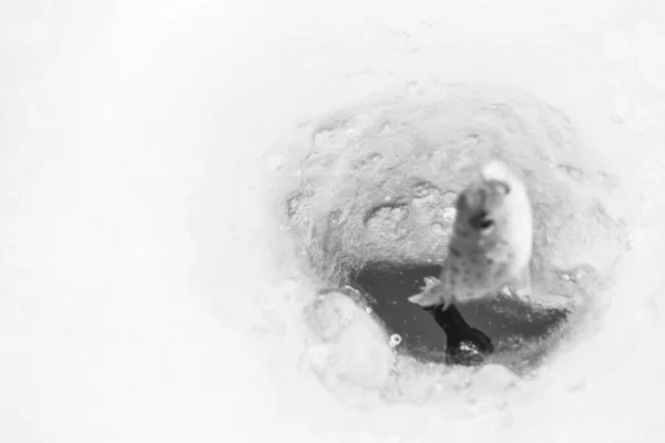 서리가 내리는 호수에서 겨울을 — 스톡 사진
