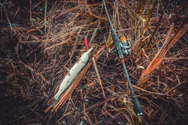 Pike Rybaření Jezeře Sportovní Rybolov Outdoorové Aktivity — Stock fotografie