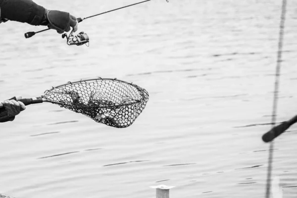 Pesca Truta Lago — Fotografia de Stock