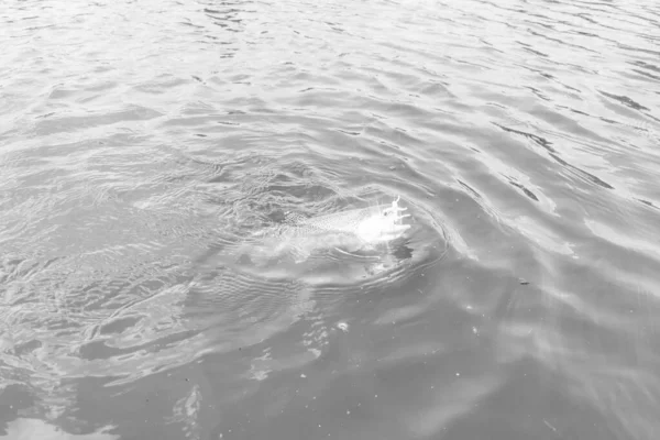 Pêche Truite Dans Lac Pêche Loisirs — Photo