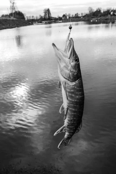 Pesca Del Luccio Sul Lago — Foto Stock