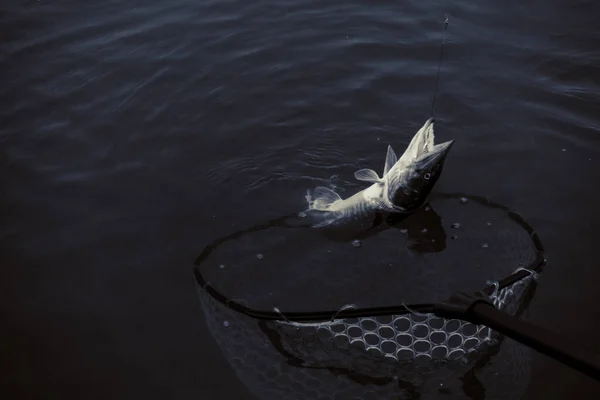 Pesca Del Luccio Sul Lago — Foto Stock