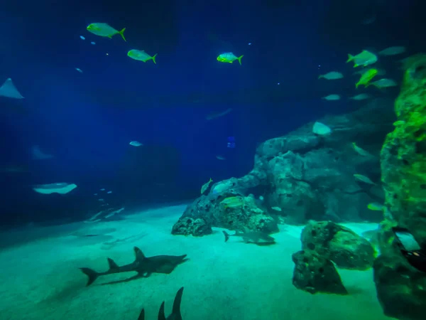 Beau Monde Sous Marin Algues Marines Poissons — Photo