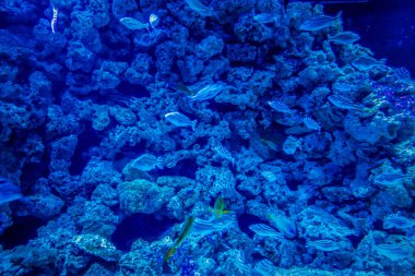 Balık yosunlarının güzel sualtı dünyası