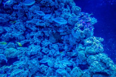 Balık yosunlarının güzel sualtı dünyası