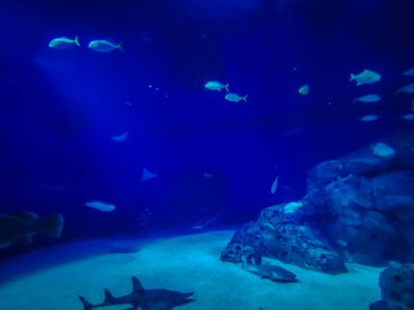 Balık yosunlarının güzel sualtı dünyası