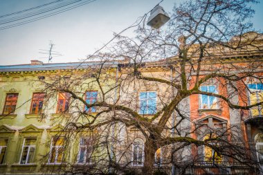 Muhteşem kış Lviv mimarisi ve sokakları